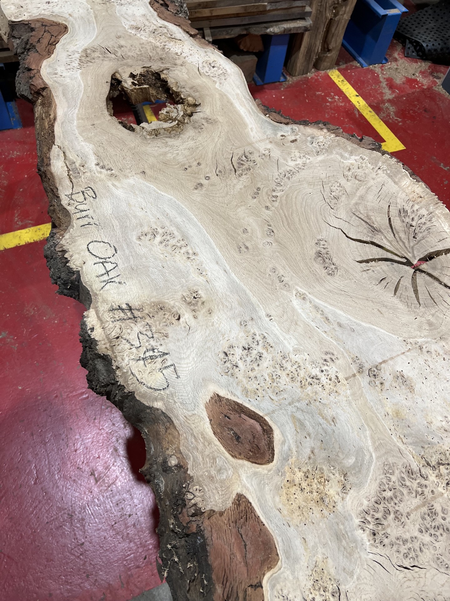 Burr Oak #345