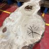 Burr Oak #345