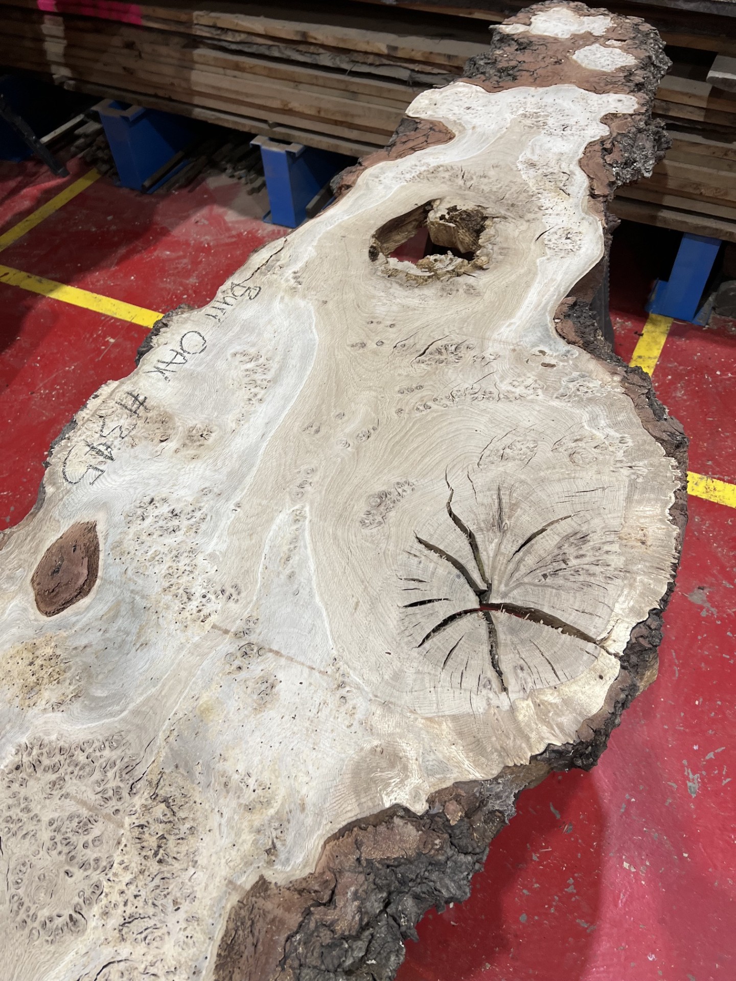 Burr Oak #345