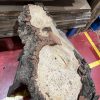 Burr Oak #343