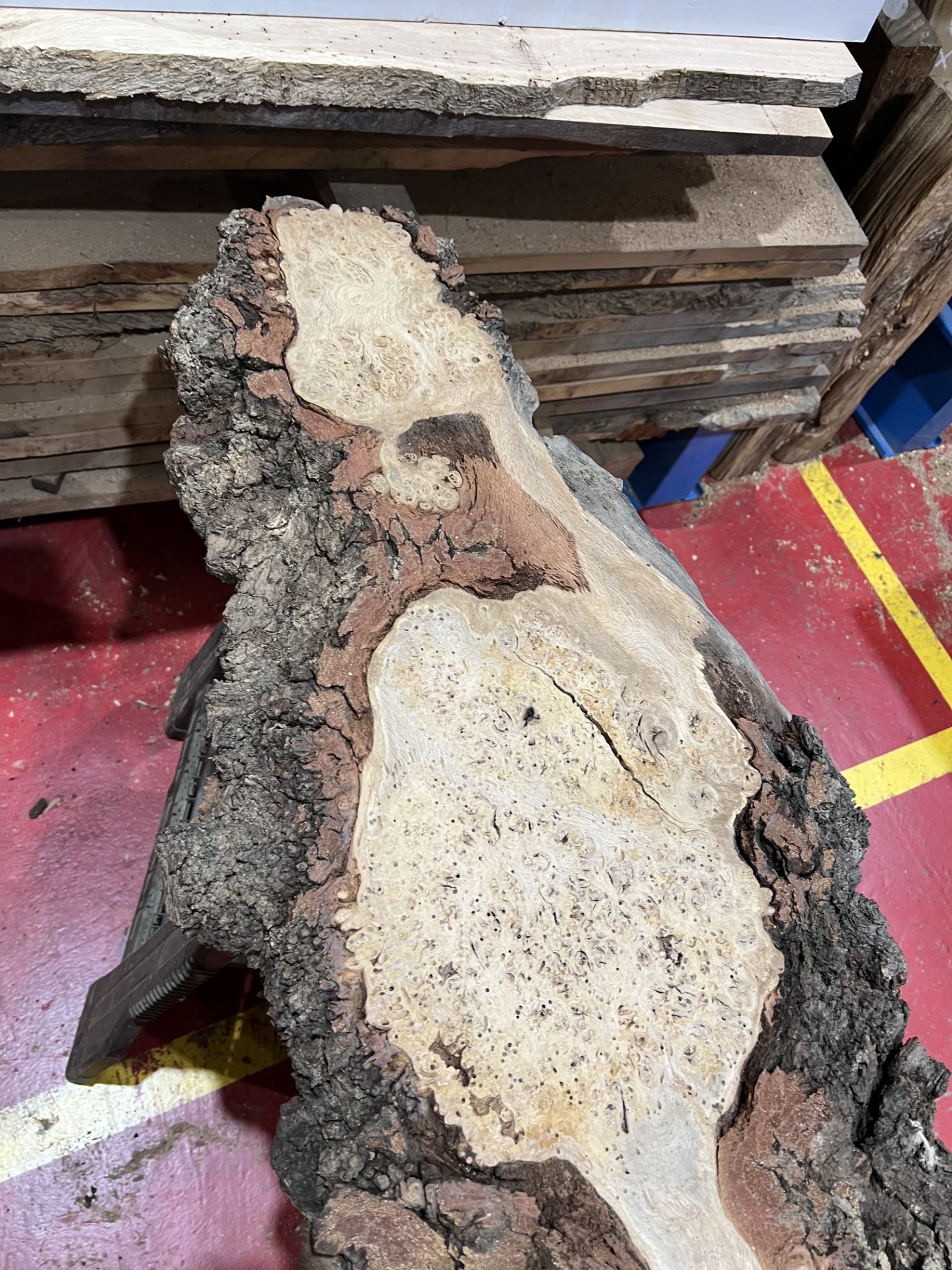 Burr Oak #343