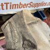 Elm #319