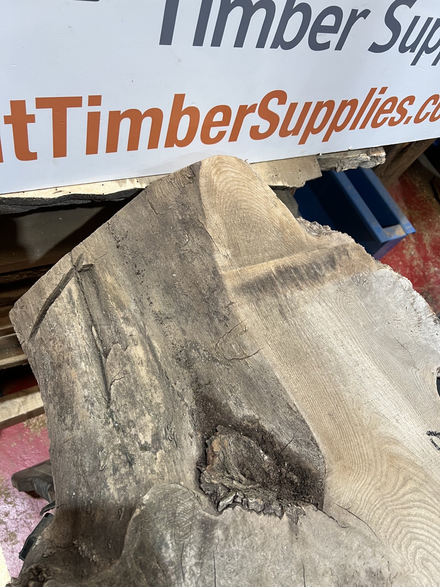 Elm #319