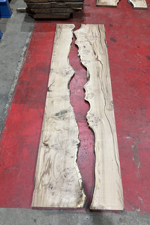 Oak #3520