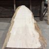 Sycamore #234