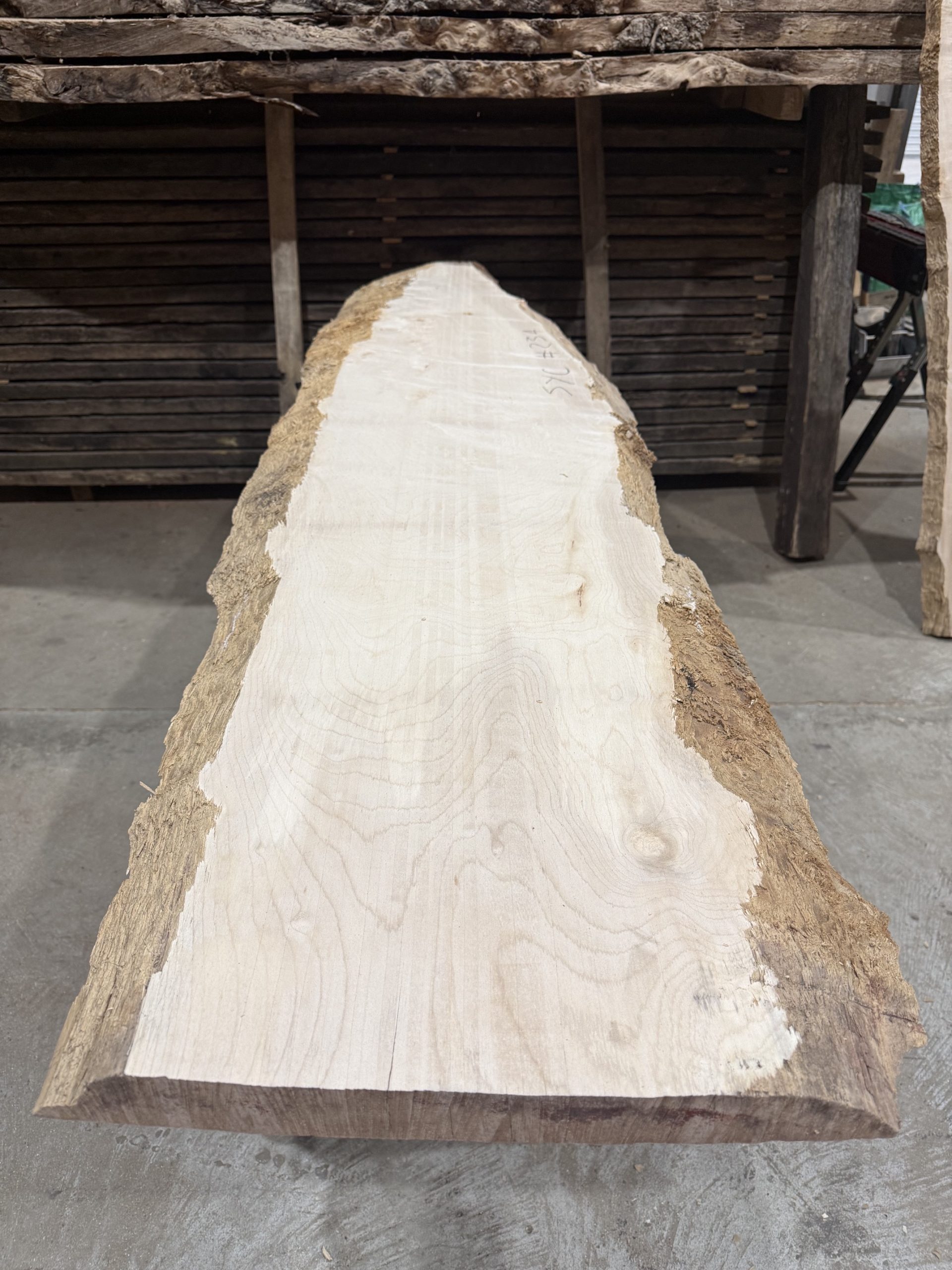Sycamore #234