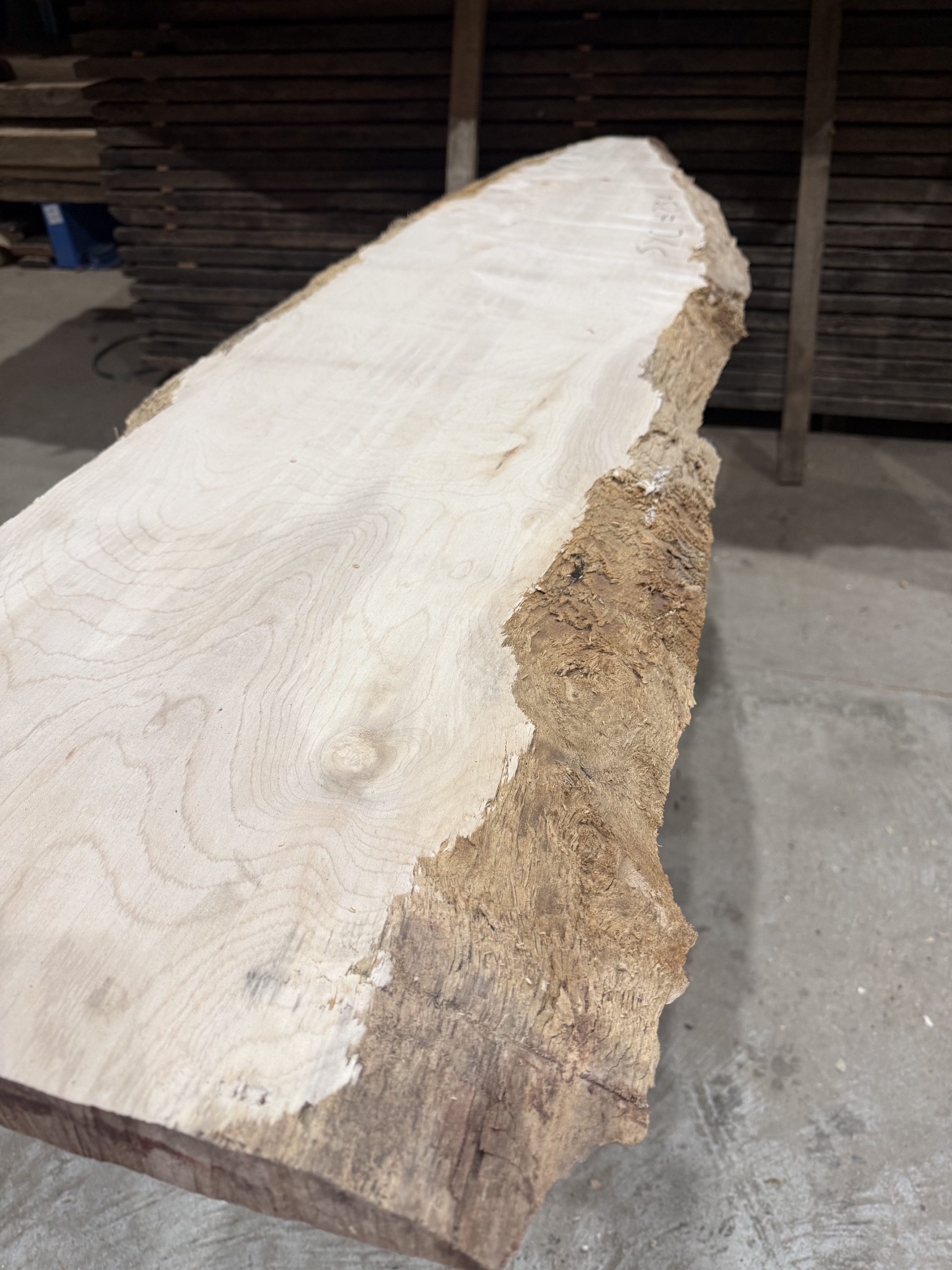 Sycamore #234