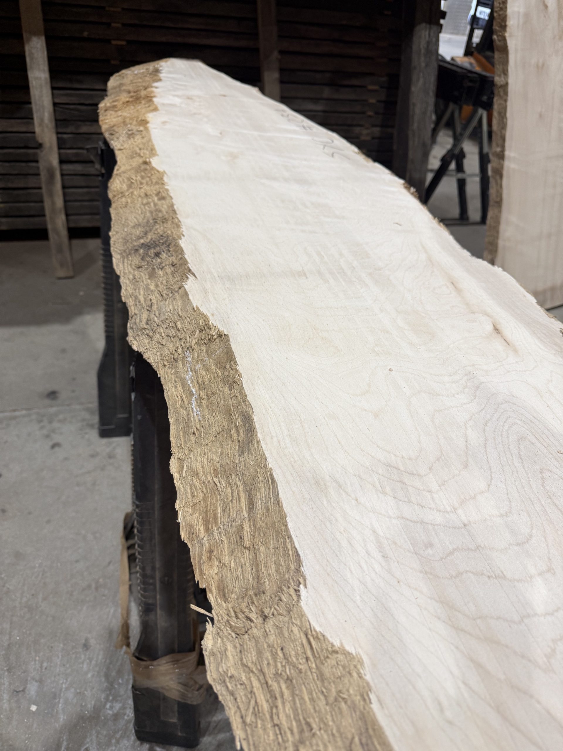 Sycamore #234