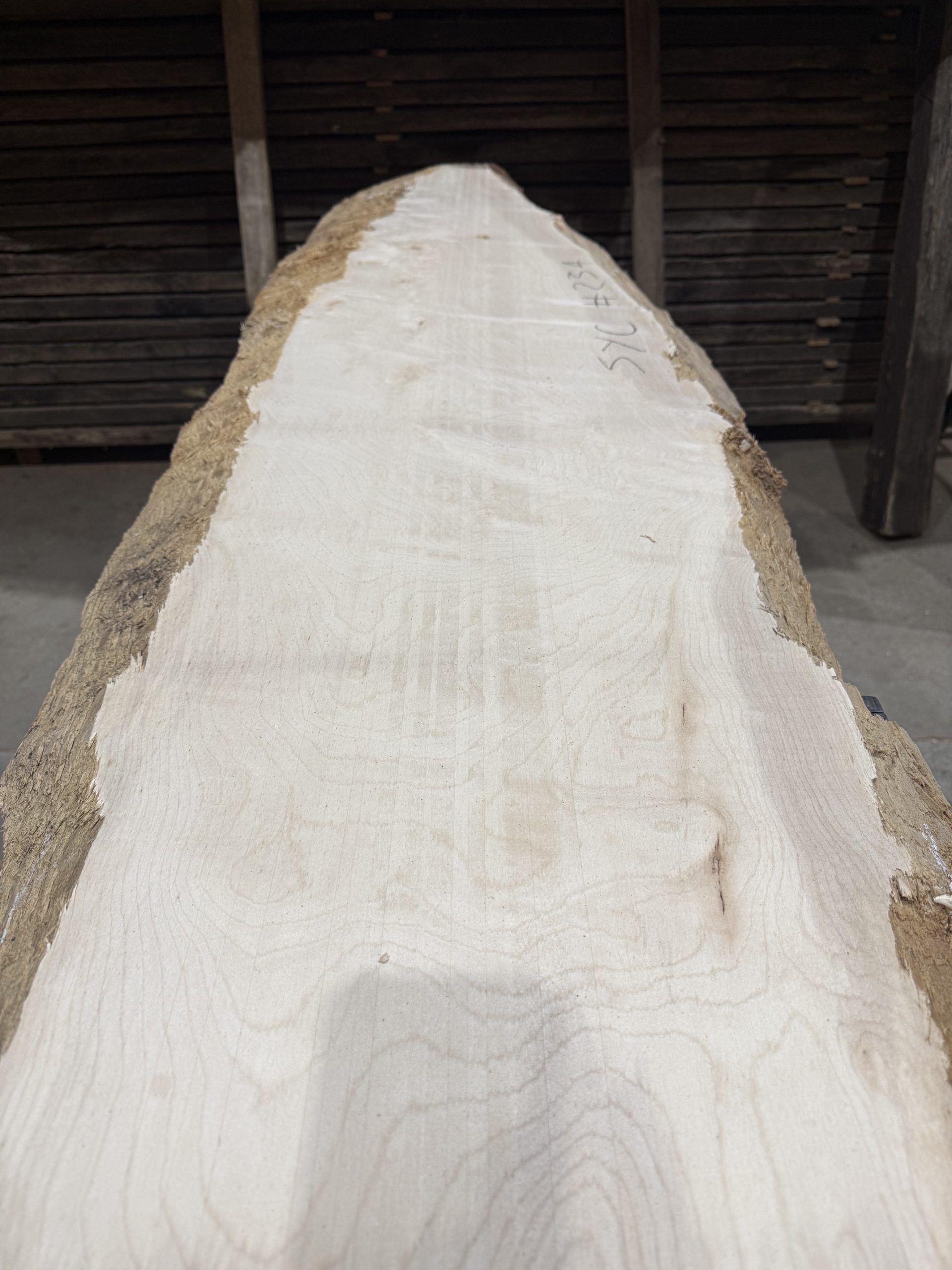 Sycamore #234