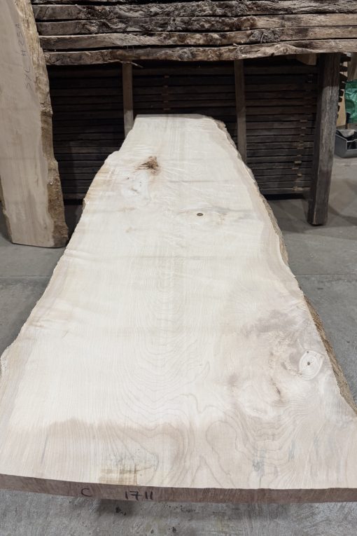 Sycamore #235