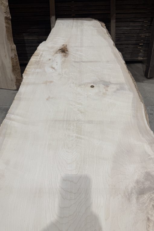 Sycamore #235
