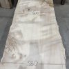 Sycamore #236