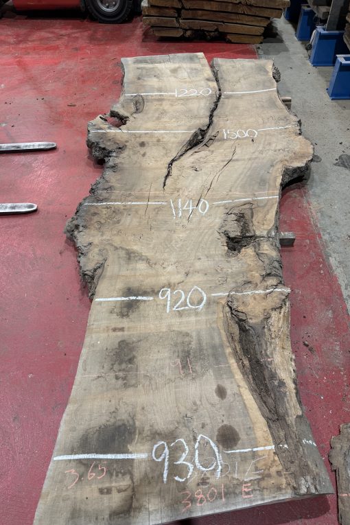 Elm 320