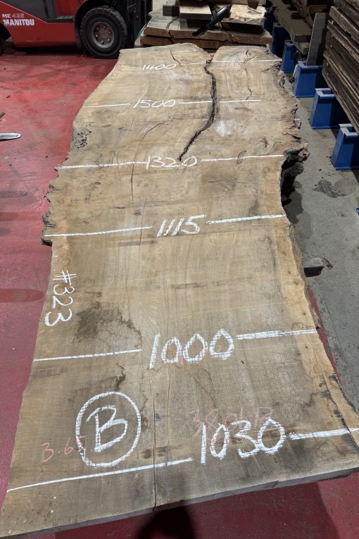Elm 323