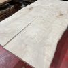 Sycamore 237