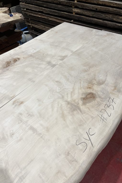 Sycamore 237