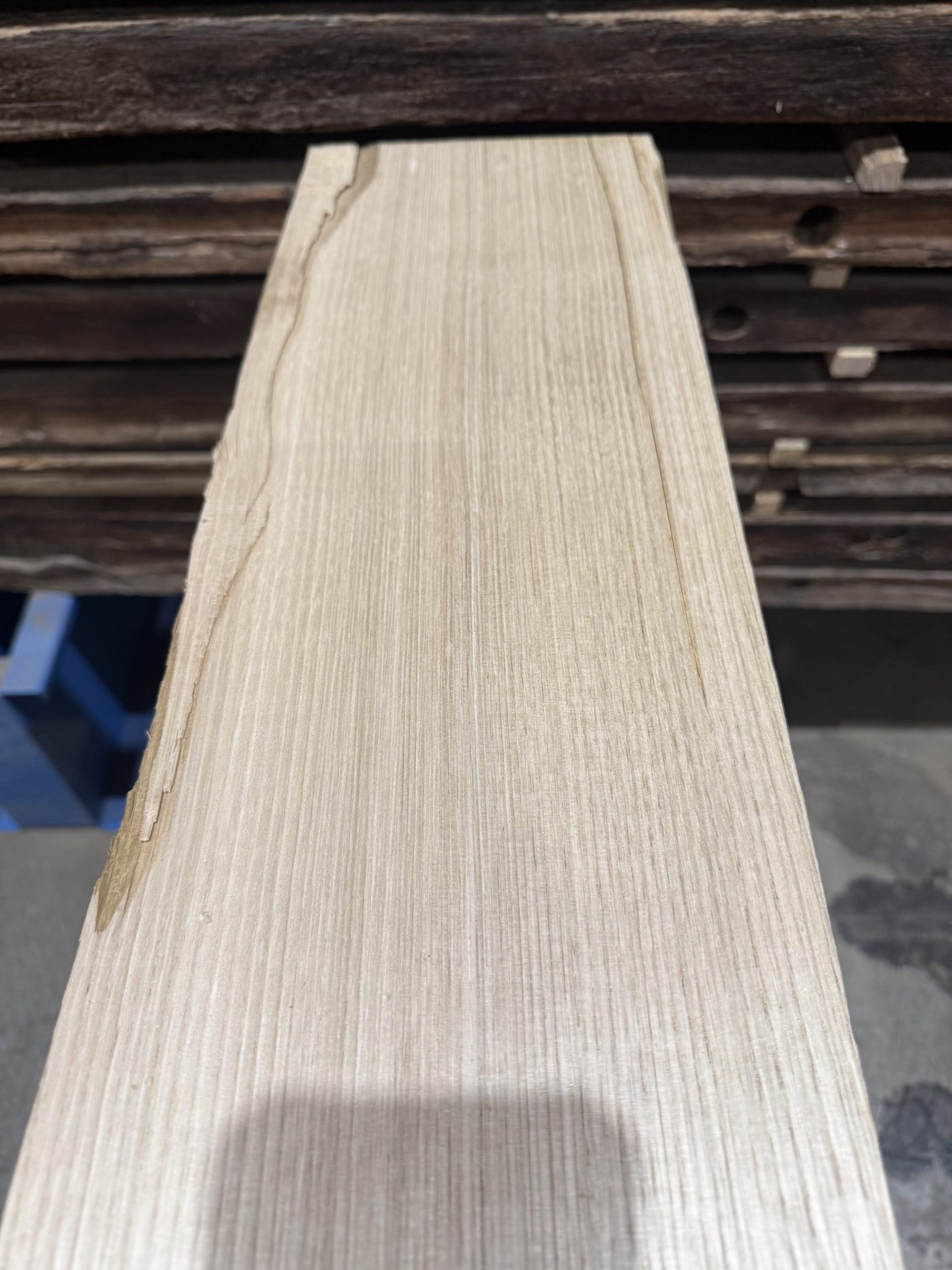 sweet chestnut 203