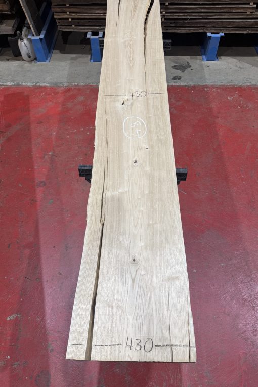 sweet chestnut 204
