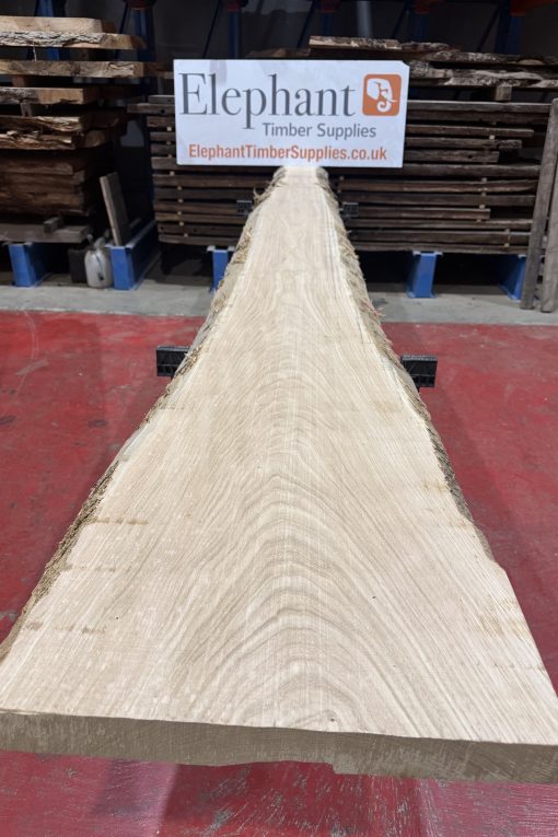 sweet chestnut 209