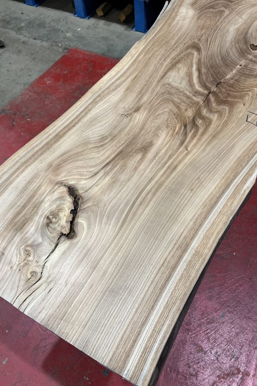 Elm 331