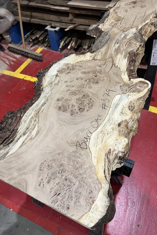 Alternative view of Burr Oak#379