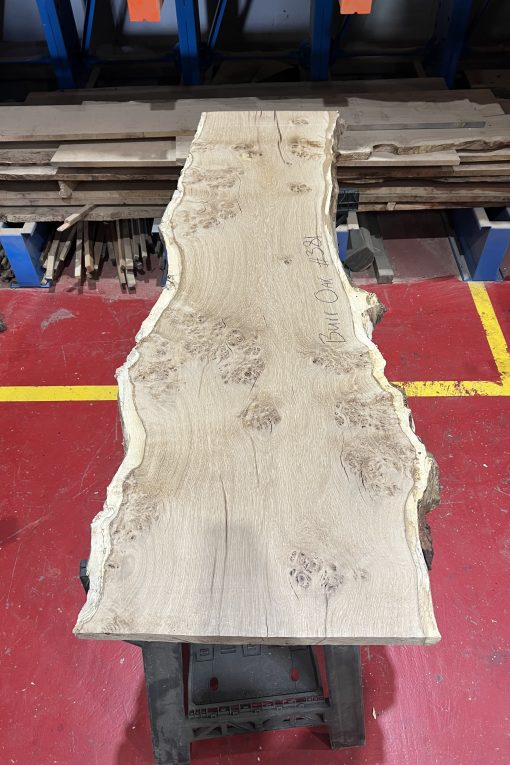 Burr Oak#381