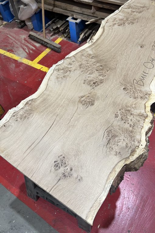 Alternative view of Burr Oak#381