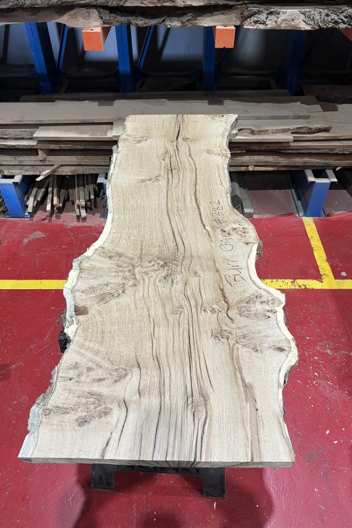 Burr oak#382