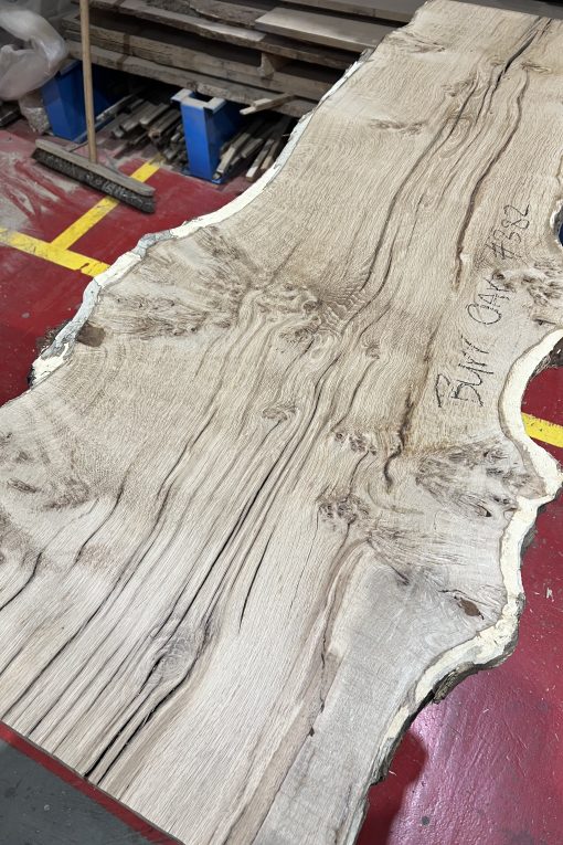 Alternative view of Burr oak#382