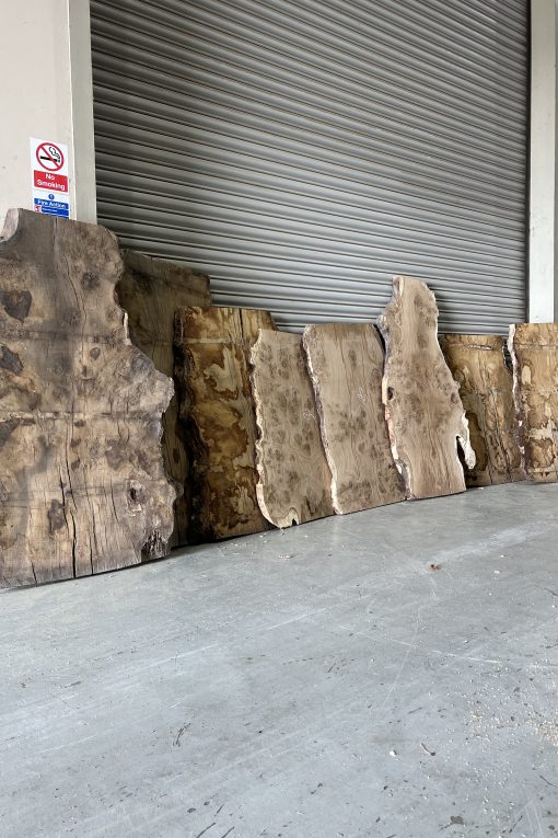 Burr Oak Variations