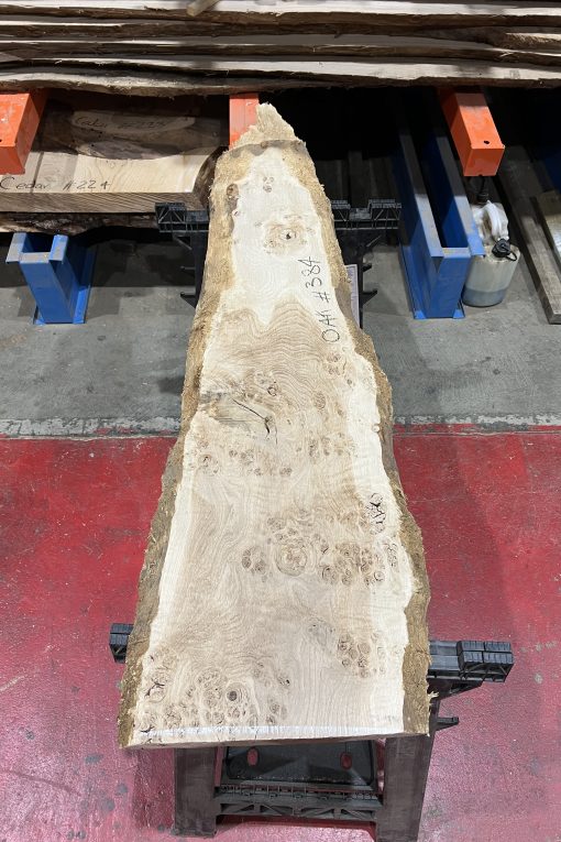 Oak#384