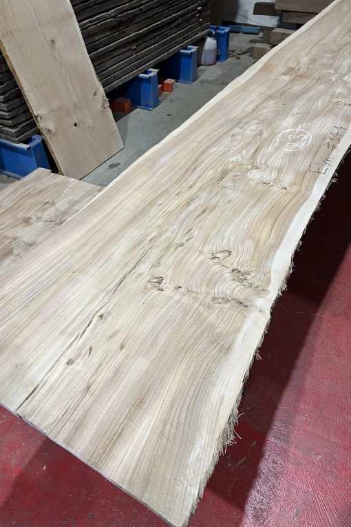 Alternative view of 27mm Elm#344