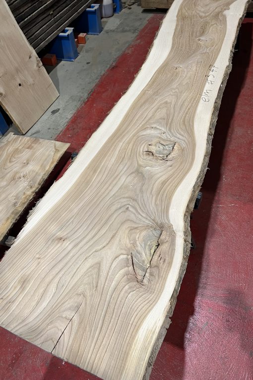 Alternative view of 27mm Elm #347
