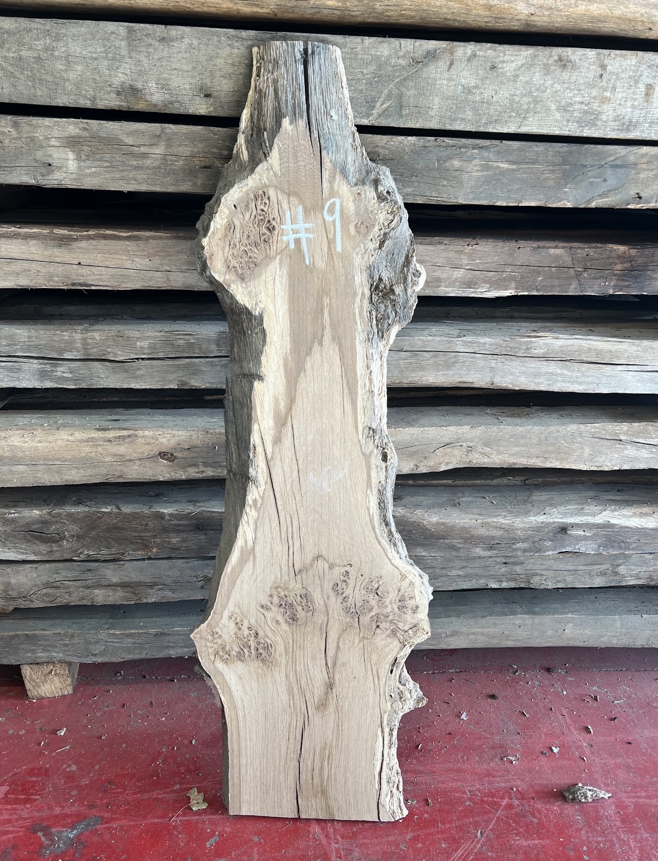 Burr Oak Variations - Image 10