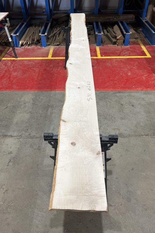 27mm sycamore#243