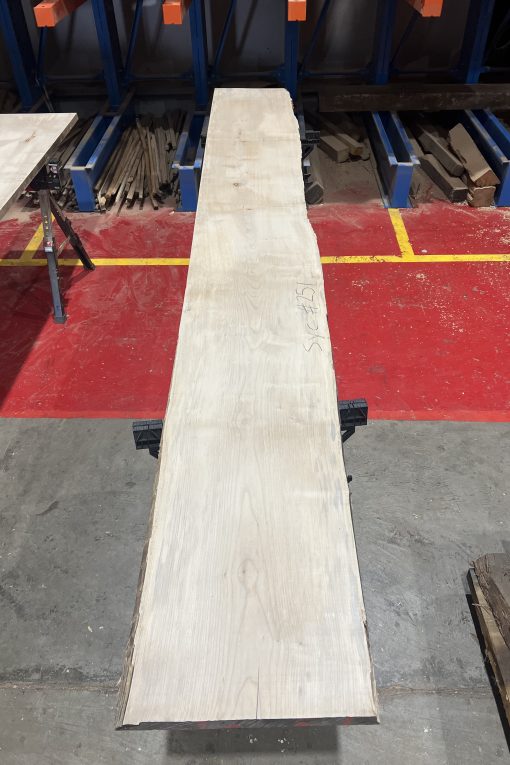 34mm Sycamore#251