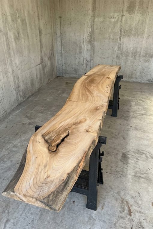 Elm#341